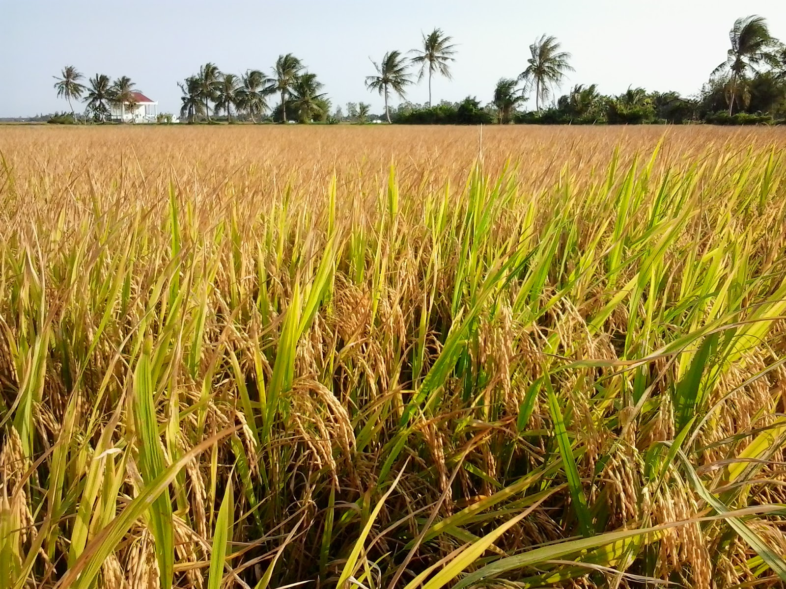 Khám Phá Giấc Mơ Thấy Lúa - Bí Ẩn và Ý Nghĩa Của Những Giấc Mơ Này