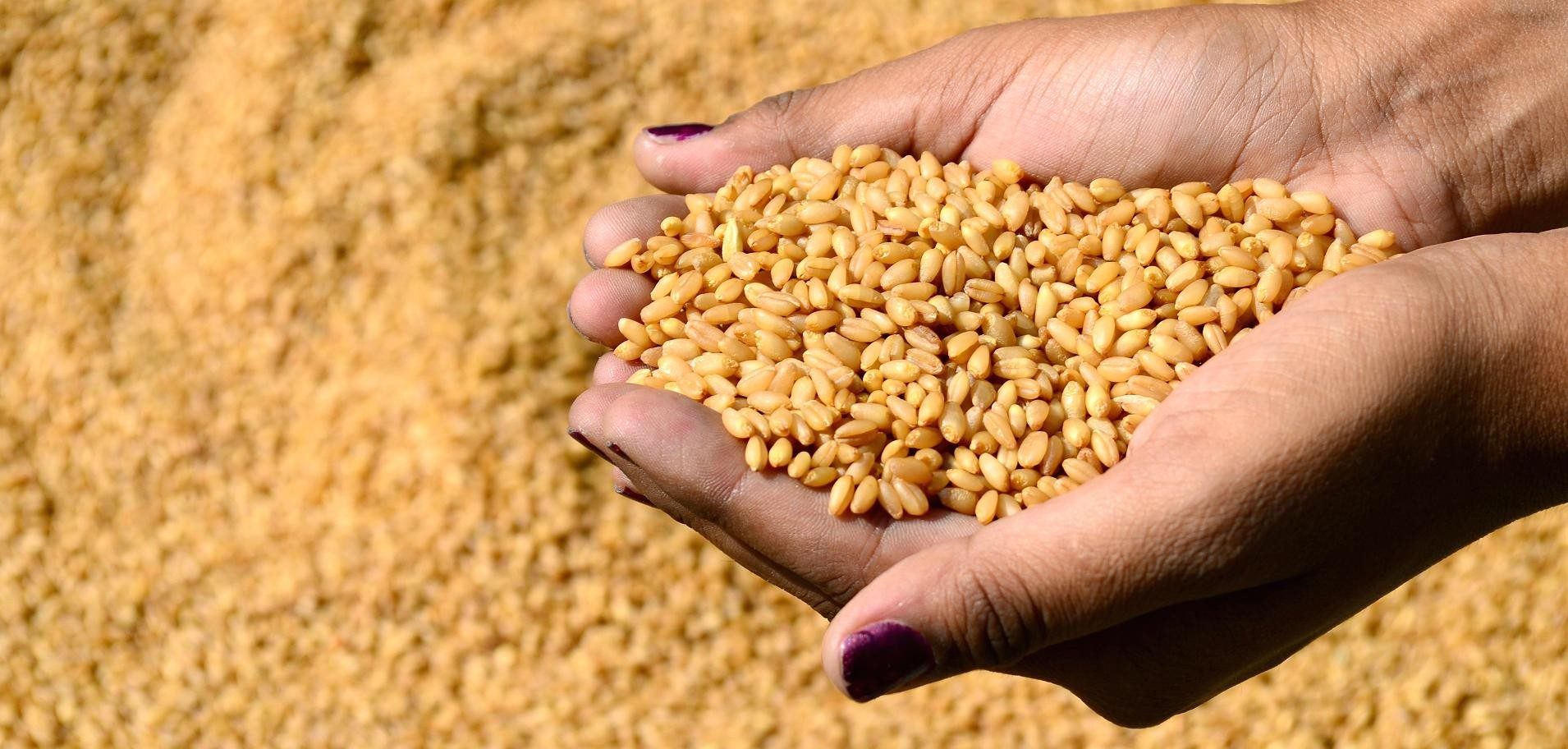 Khám Phá Những Thông Điệp Từ Giấc Mơ Số Đề Mơ Thấy Lúa Mì